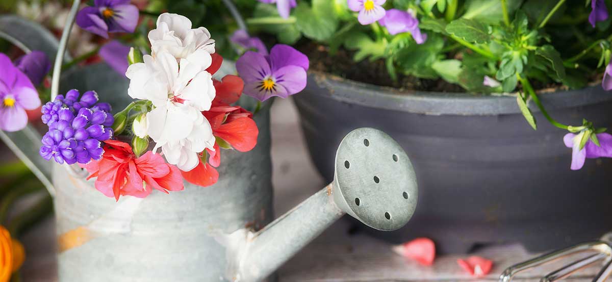 springtime flowers 1200x553